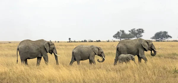 アフリカのサバンナでゾウのグループ ストック画像