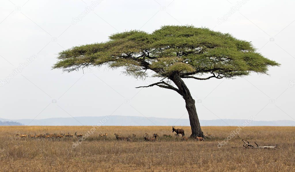 Acacia with gazelles