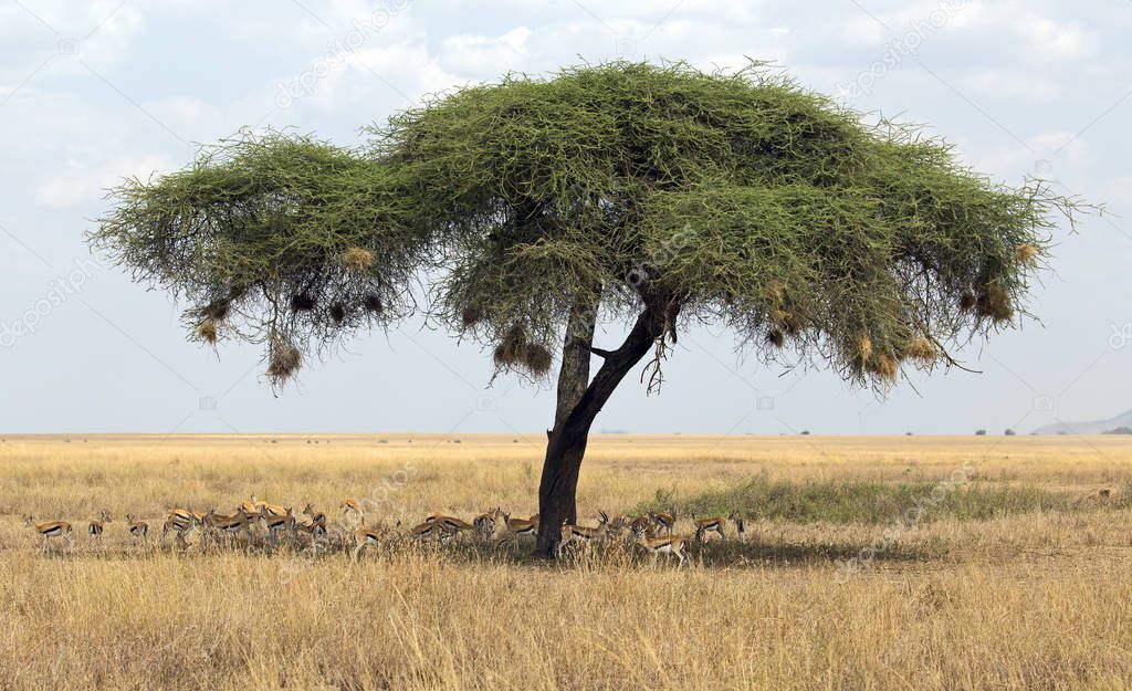 Acacia with gazelles