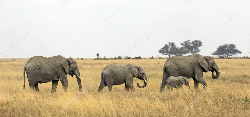 Group of elephants in african savannah