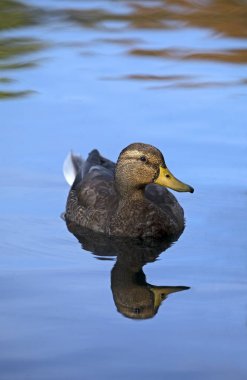 Sakin su yansıması ile yeşilbaş ördek