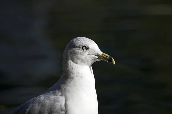 Seagull Head Dark Water — Stock Photo, Image