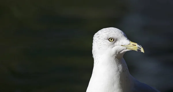 Seagull Hoofd Donker Water — Stockfoto