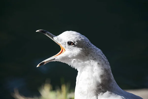 Tête Mouette Dessus Eau Sombre — Photo