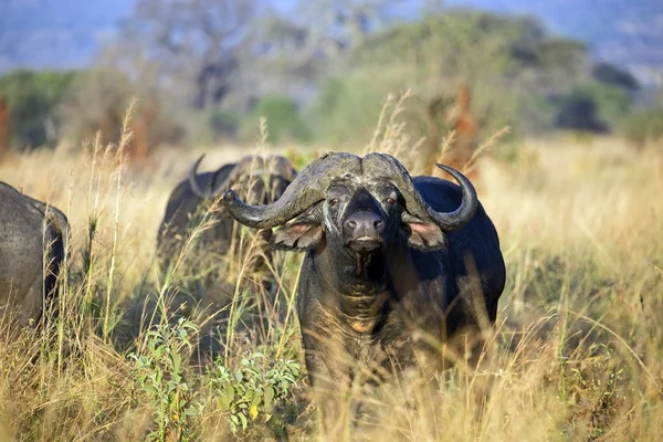 Vahşi Buffalo Serengeti Milli Parkı Tanzanya Alınan — Stok fotoğraf