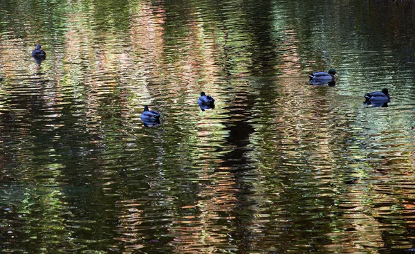 Ruhiges Wasser Hintergrund Mit Enten Bei Sturz Aufgenommen — Stockfoto