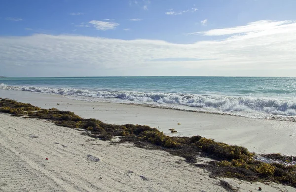 Onkruid Van Zee Ochtend Een Caribische Strand — Stockfoto