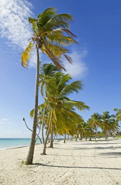 Spiaggia Tropicale Selvaggia Con Molte Palme — Foto Stock