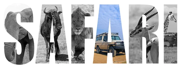 Afrikansk Safari Bokstäver Koncept Med Djur Över Vita — Stockfoto