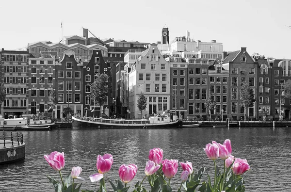 Vue Noir Blanc Amsterdam Avec Tulipes Roses — Photo
