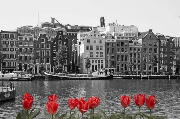 Vue Noir Blanc Amsterdam Avec Des Tulipes Rouges — Photo
