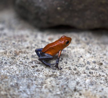 Bir kayanın üzerinde küçük çilek zehirli ok kurbağası