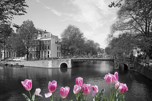 Black and white Amsterdam with pink tulips