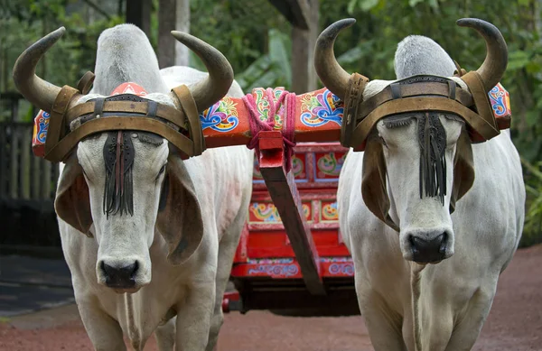 Carro Tradicional Cafetería Con Vacas Costa Rica Imagen de stock