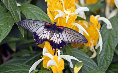 Closeup büyük papilio LOWI kelebek sarı çiçek
