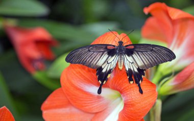 Portakal çiçekleri güzel papilio LOWI kelebeği