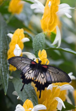 Closeup büyük papilio LOWI kelebek sarı çiçek