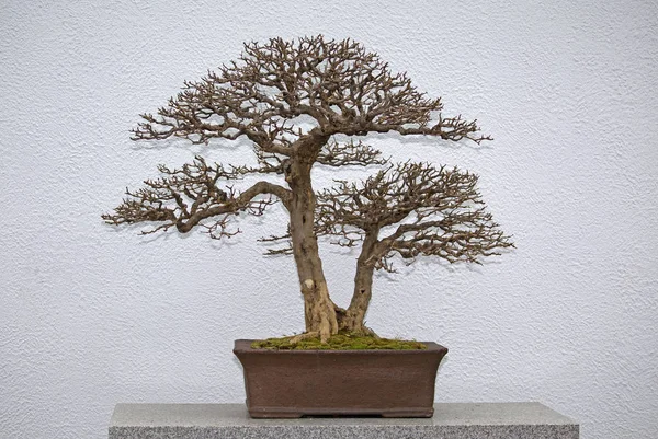 Bonsai Árvore Sem Folhas Uma Mesa Frente Parede Branca — Fotografia de Stock