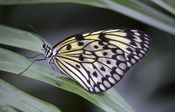 Gros Plan Papillon Cerf Volant Papier Sur Une Plante Verte — Photo