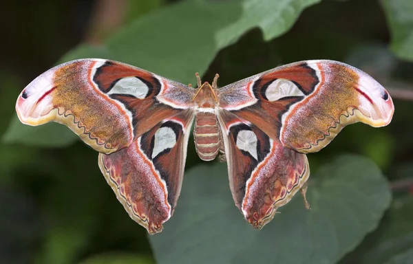 Großaufnahme Eines Riesigen Mottenatlas Schmetterlings Auf Grünen Pflanzen — Stockfoto