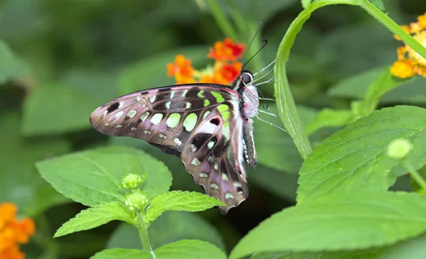 Geai Queue Papillon Gros Plan Sur Plante Verte — Photo