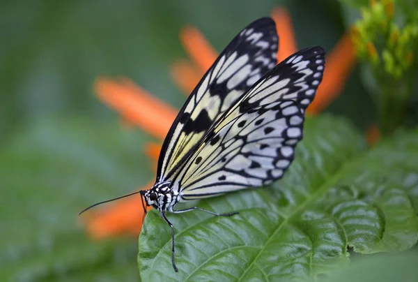 Papier Cerf Volant Papillon Dans Jardin Fleurs — Photo
