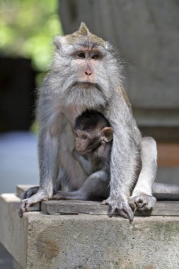 Makak anne ile bebeği Ubud maymun ormanındaki, Endonezya