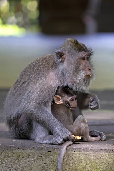 Makak anne ile bebeği Ubud maymun ormanındaki, Endonezya