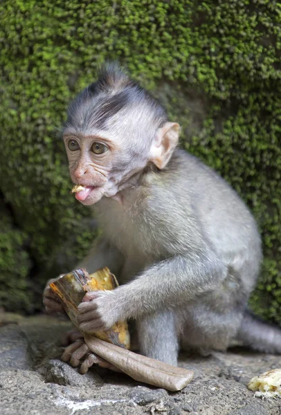 Baby macaque monkey with banana from Ubud monkey forest, Indonesia