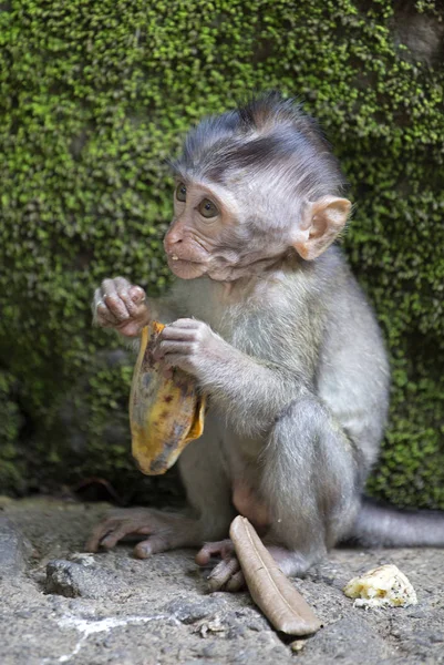 Baby macaque monkey with banana from Ubud monkey forest, Indonesia