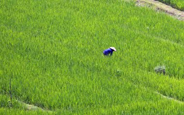 Jatiluwih, Bali ünlü pirinç alan Asya işçi