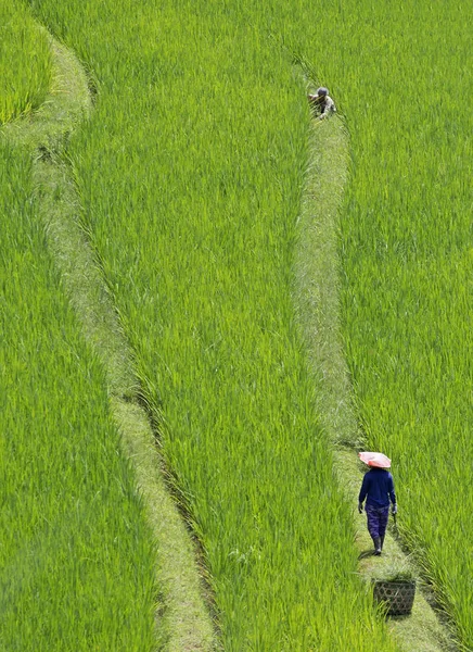 Asiatiska Arbetare Risfältet Berömda Jatiluwih Bali — Stockfoto