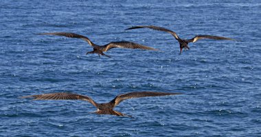Muhteşem fırkateyn kuşu Güney Amerika 'da kaçırıldı.