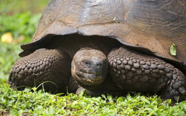 Ekvador 'daki Galapagos adalarında ele geçirilen dev kaplumbağa.
