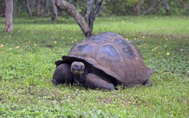 Ekvador 'daki Galapagos adalarında ele geçirilen dev kaplumbağa.