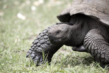 Ekvador 'daki Galapagos adalarında ele geçirilen dev kaplumbağa.