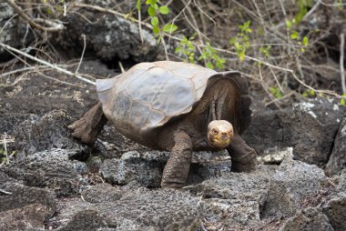 Ünlü Diego Galapagos Adaları Ormanda yürüyen kaplumbağa yıldızı