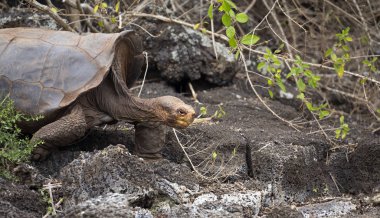 Ünlü Diego Galapagos Adaları Ormanda yürüyen kaplumbağa yıldızı