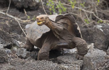 Ünlü Diego Galapagos Adaları Ormanda yürüyen kaplumbağa yıldızı