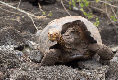 Ünlü Diego Galapagos Adaları Ormanda yürüyen kaplumbağa yıldızı