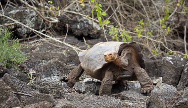 Ünlü Diego Galapagos Adaları Ormanda yürüyen kaplumbağa yıldızı