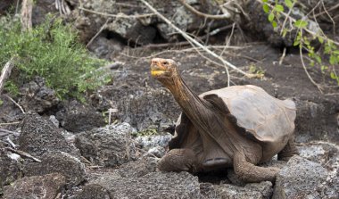 Ünlü Diego Galapagos Adaları Ormanda yürüyen kaplumbağa yıldızı