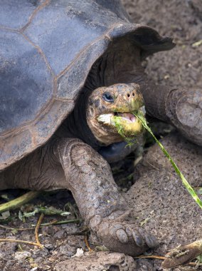 Ekvador 'daki Galapagos adalarında ele geçirilen dev kaplumbağa.