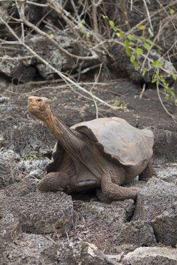 Ünlü Diego Galapagos Adaları Ormanda yürüyen kaplumbağa yıldızı