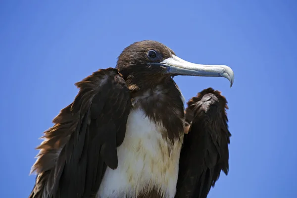 Prächtiger Fregattenvogel Südamerika Aufgenommen — Stockfoto