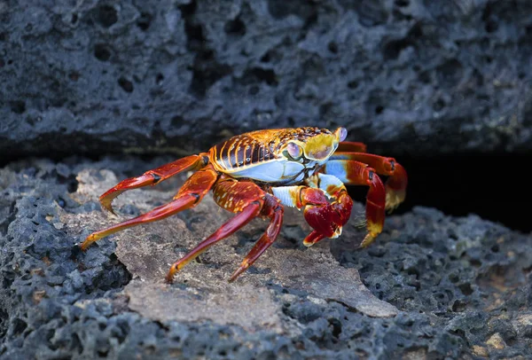 Sally Lehkometrážní Krab Kráčející Lávové Skále Galapágy — Stock fotografie