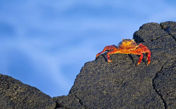 Sally Lehkometrážní Krab Kráčející Lávové Skále Galapágy — Stock fotografie