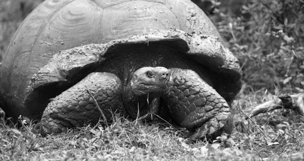 Riesenschildkröte Auf Galapagos Inseln Ecuador — Stockfoto