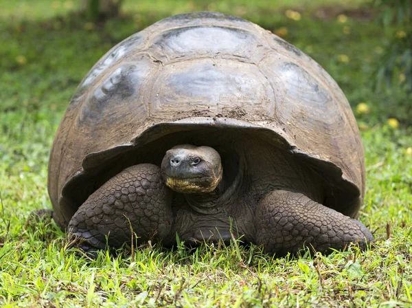 Tortue Géante Prise Sur Les Îles Galapagos Équateur — Photo