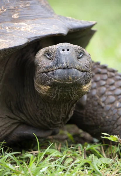 Tortue Géante Prise Sur Les Îles Galapagos Équateur — Photo